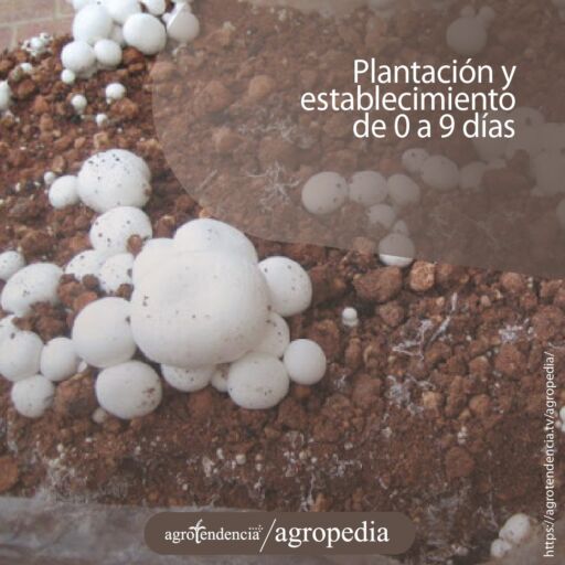 Champiñones creciendo en sustrato de color rojo