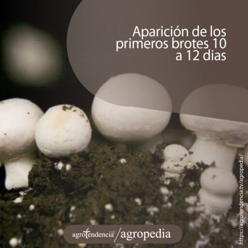 Seis champiñones brotando