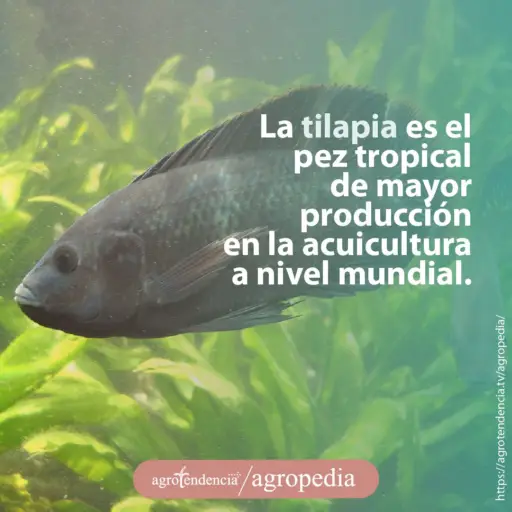 una tilapia oscura nadando entre algas
