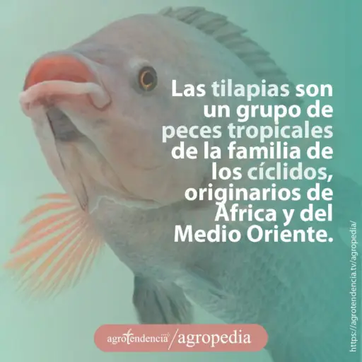 una tilapia rosa nadando con la boca abierta