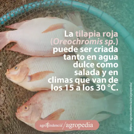 cuatro tilapias pescadas de color rosa