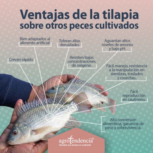 manos sosteniendo dos tilapias