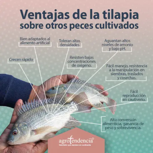 manos sosteniendo dos tilapias