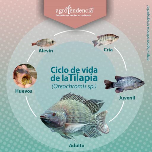 fotos de diferentes etapas de crecimiento de la tilapia