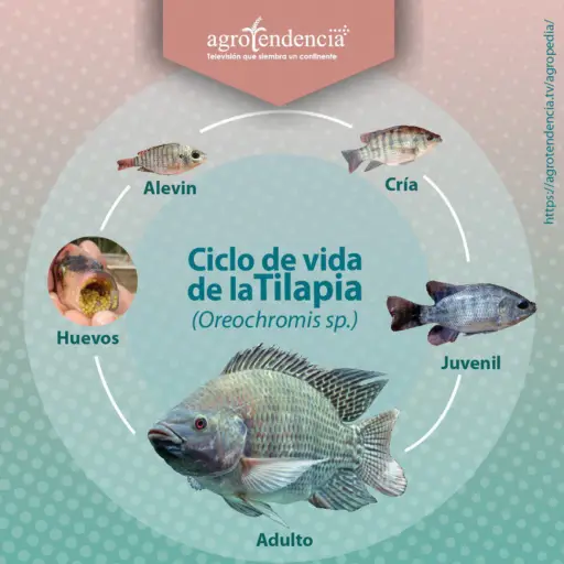 fotos de diferentes etapas de crecimiento de la tilapia