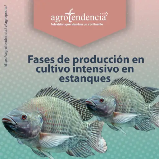 dos tilapias