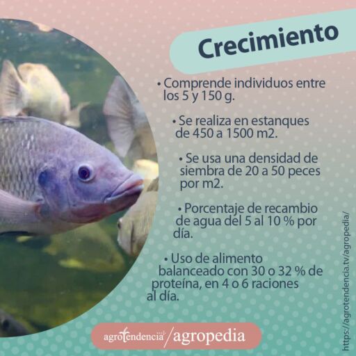una tilapia nadando color fucsia