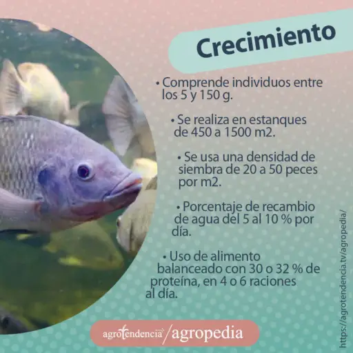una tilapia nadando color fucsia