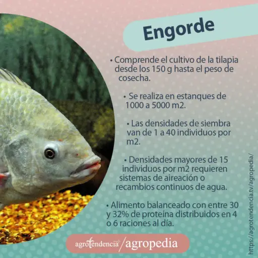 vista de media tilapia nadando