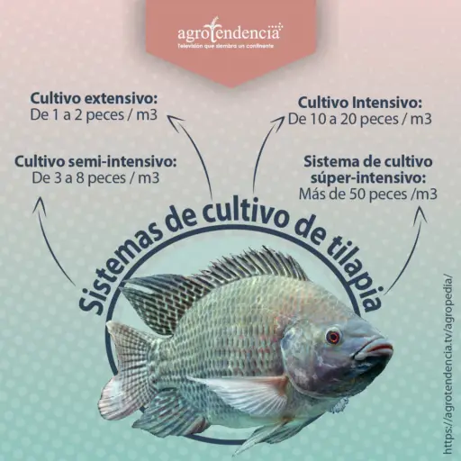 una tilapia con descripción de sistemas de producción
