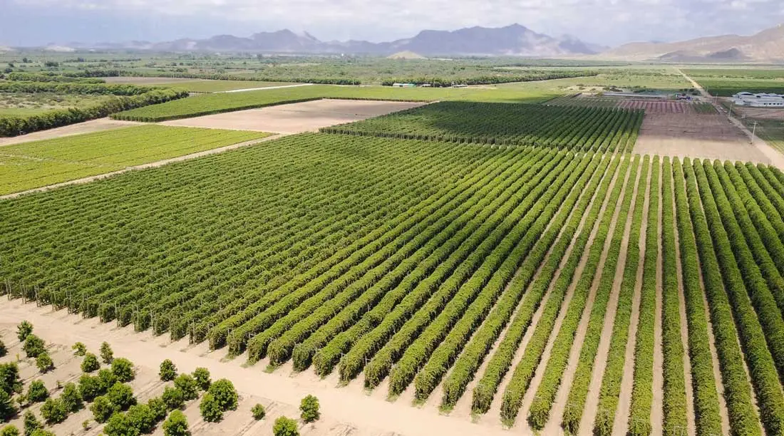 Cultivo en valle