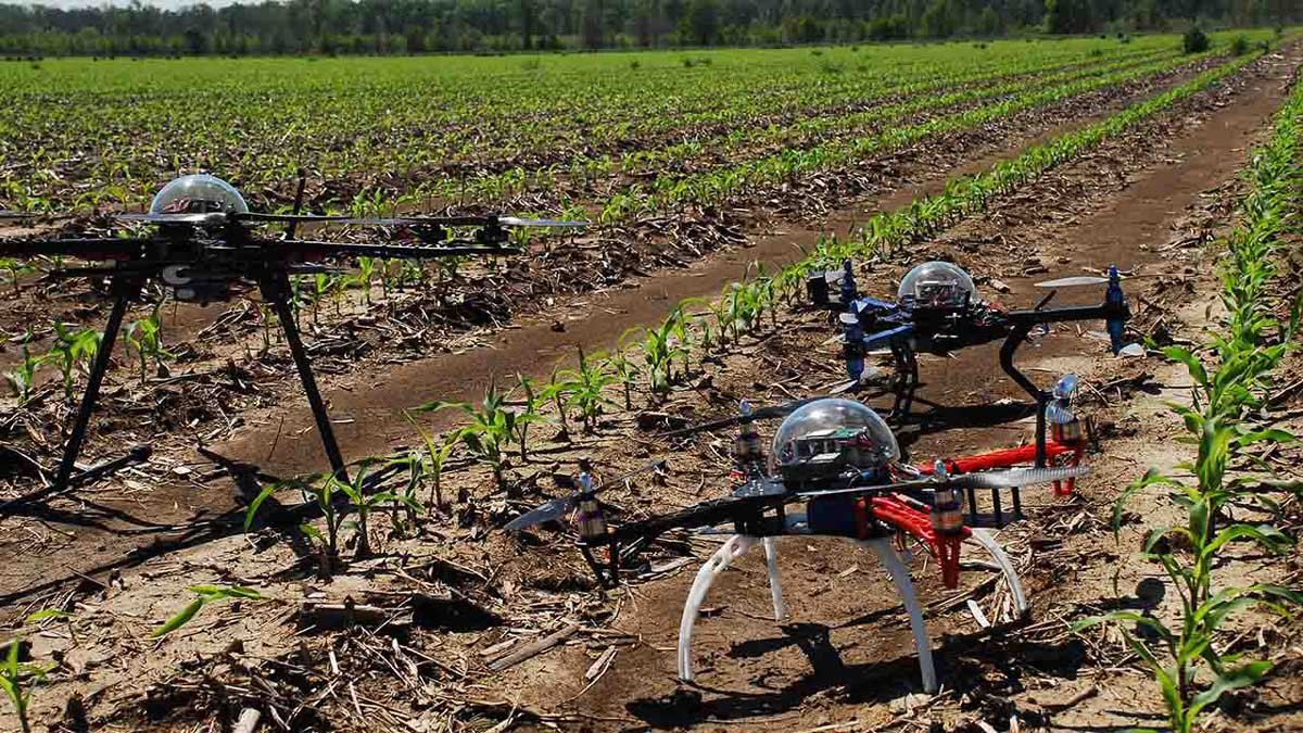 drones en maíz 