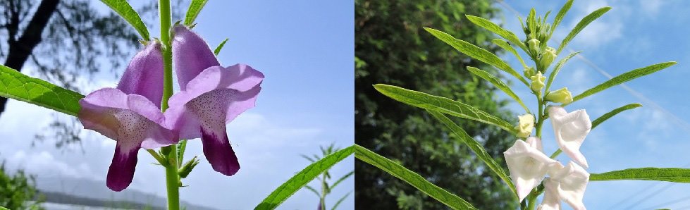 flor de ajonjolí, izquierda color morada y derecha color blanca