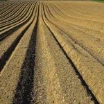 suelos agrícolas - ajonjolí