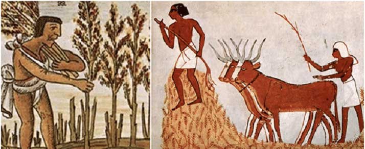 dibujos egipcios de personas cultivando ajonjolí