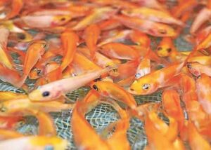 cultivo de tilapia - cultivo de tilapia en estanques de tierra