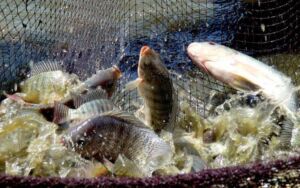 cultivo de tilapia - cultivo de tilapia en estanques de tierra