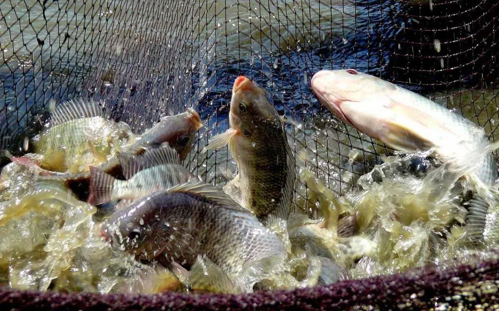 tilapias agarradas por una red