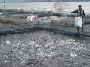cultivo de tilapia - cultivo de tilapia en agua marina