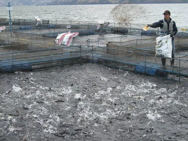 hombre echando alimento en jaulas flotantes