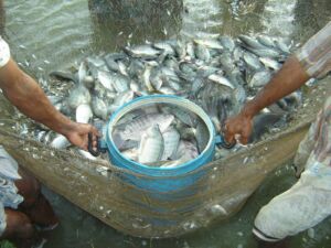 cultivo de tilapia - manejo de cultivo de tilapia
