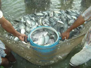 cultivo de tilapia - manejo de cultivo de tilapia
