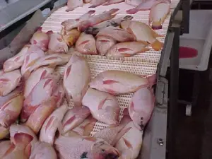 cultivo de tilapia - manejo de cultivo de tilapia