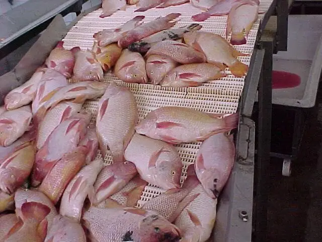 manejo post cosecha de tilapia