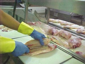 cultivo de tilapia - manejo de cultivo de tilapia