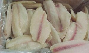 cultivo de tilapia - manejo de cultivo de tilapia