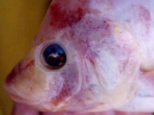 cultivo de tilapia - manejo de cultivo de tilapia