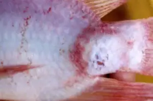 cultivo de tilapia - manejo de cultivo de tilapia