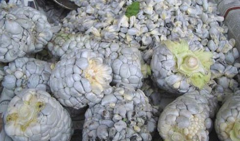 Hongo huitlacoche en el maíz de color gris 