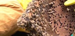 Identifican en Colombia dos nuevas especies de abejas angelitas
