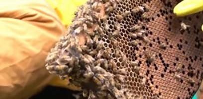 apicultura - herramientas de apicultura