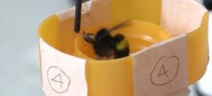 Abejorros expuestos a pesticidas pueden verse afectados