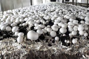 champiñón - cultivo de champiñon en invernadero