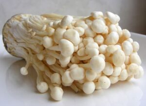 champiñón - tipos de champiñón