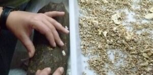 champiñón - tipos de champiñón