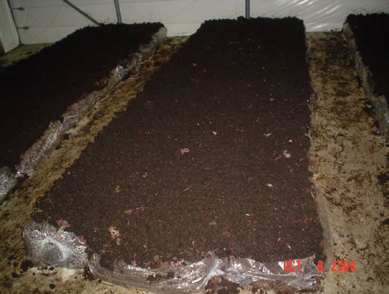 imagen de cobertura de tierra en producción de champiñones 