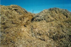 champiñón - cultivo de champiñon en invernadero