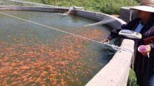 cultivo de tilapia - cultivo de tilapia en estanques circulares