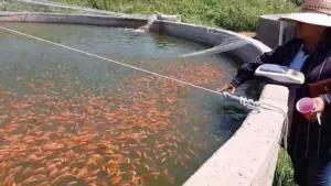 cultivo de tilapia - cultivo de tilapia en estanques circulares