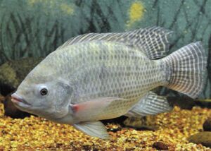 cultivo de tilapia - manejo de cultivo de tilapia