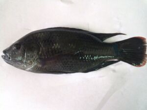 cultivo de tilapia - manejo de cultivo de tilapia