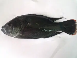 cultivo de tilapia - manejo de cultivo de tilapia