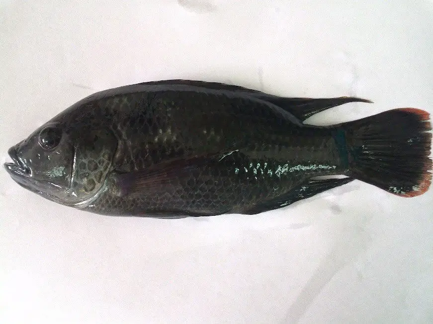 tilapia color marrón oscuro Oreochromis mossambicus