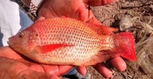 cultivo de tilapia - manejo de cultivo de tilapia