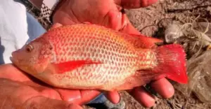 cultivo de tilapia - manejo de cultivo de tilapia