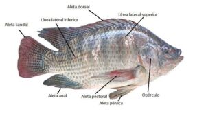cultivo de tilapia - manejo de cultivo de tilapia
